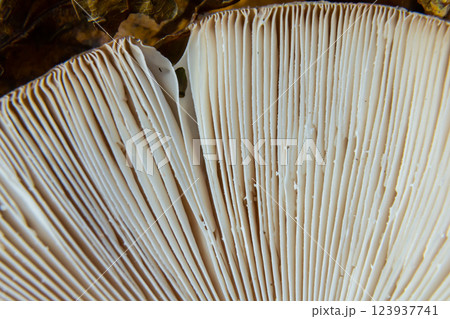 Close-up view of mushroom gills, linear patterns in soft creamy tones, copy space Close-up view of mushroom gills, linear patterns in soft creamy tones, copy space 123937741