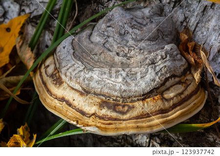 Fomitopsis pinicola, is a stem decay fungus common on softwood and hardwood trees. Its conk fruit body is known as the red-belted conk. The species is common throughout temperate Europe and Asia Fomitopsis pinicola, is a stem decay fungus common on softwood and hardwood trees. Its conk fruit body is known as the red-belted conk. The species is common throughout temperate Europe and Asia 123937742
