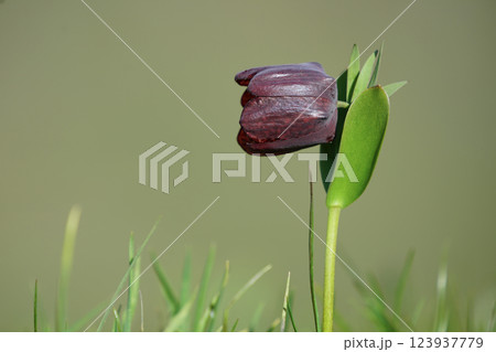 Close-up image of an inverted tulip on a green background. 123937779