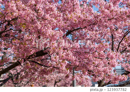 満開の河津桜 満開の河津桜 123937782