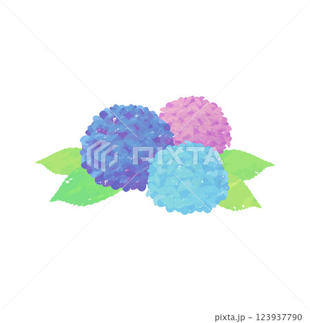 水彩またはクレヨンで描かれた綺麗なアジサイのベクターイラスト 123937790