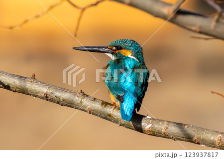 埼玉県川越市池辺　川越水上公園　修景池（ボート池）の水辺の枝にとまるカワセミ 123937817