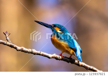 埼玉県川越市池辺 川越水上公園 修景池(ボート池)の水辺の枝にとまるカワセミ 埼玉県川越市池辺 川越水上公園 修景池(ボート池)の水辺の枝にとまるカワセミ 123937821