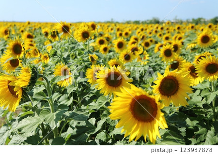大牟田市　ひまわり畑、 123937878