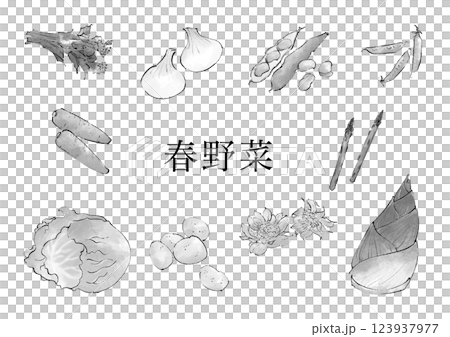 Spring vegetable illustration set, monochrome Spring vegetable illustration set, monochrome 123937977