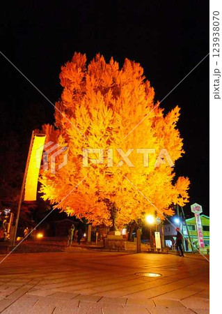 熊野大社　大銀杏　紅葉　黄葉　ライトアップ　南陽市 123938070