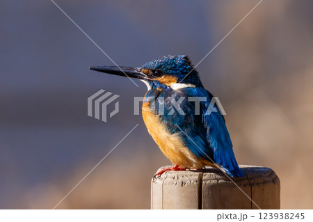 埼玉県川越市池辺　川越水上公園　修景池（ボート池）の水辺の杭にとまるカワセミ 123938245