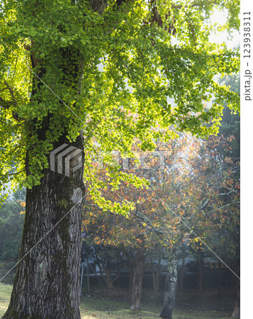 奈良公園の銀杏と紅葉の風景 奈良公園の銀杏と紅葉の風景 123938311