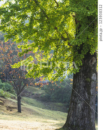 奈良公園の銀杏と紅葉の風景 奈良公園の銀杏と紅葉の風景 123938312