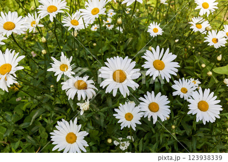 A flower bed with beautiful big daisies, A flower bed with beautiful big daisies, 123938339