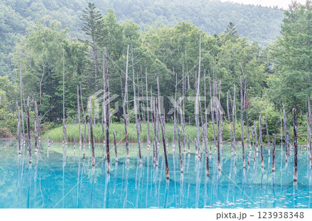 北海道美瑛町　北海道屈指の人気観光名所　夏の白金青い池 123938348