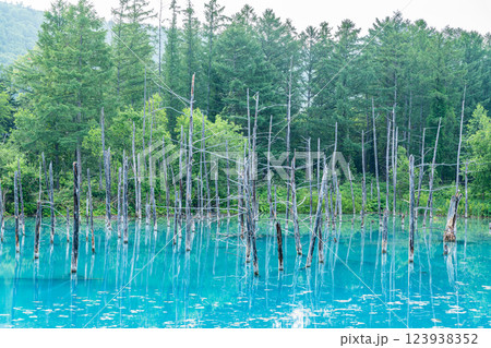 北海道美瑛町　北海道屈指の人気観光名所　夏の白金青い池 123938352