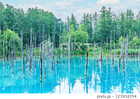 北海道美瑛町 北海道屈指の人気観光名所 夏の白金青い池 北海道美瑛町 北海道屈指の人気観光名所 夏の白金青い池 123938354