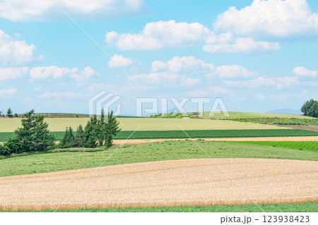 北海道美瑛町　夏の北海道　パッチワークのような模様が美しい美瑛の大地 123938423