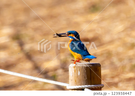 埼玉県川越市池辺　川越水上公園　修景池（ボート池）の水辺の杭にとまりエサの小魚をくわえるカワセミ 123938447