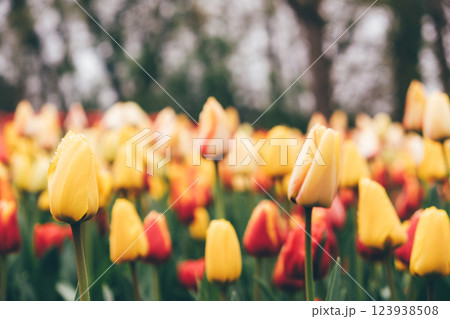 Blooming tulips. Blooming tulips. 123938508