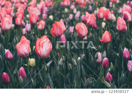 Tulip filed. Tulip filed. 123938527