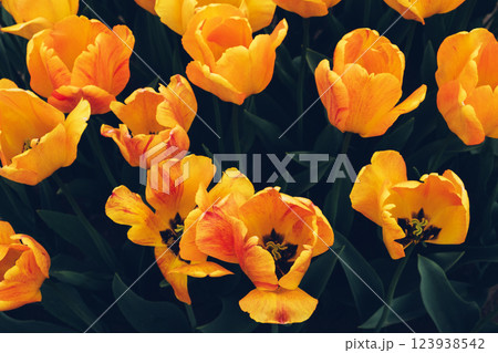 Tulips in bloom. 123938542