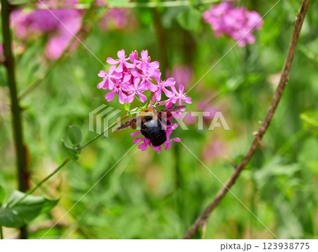 A bumblebee sitting on a catchfly flower A bumblebee sitting on a catchfly flower 123938775