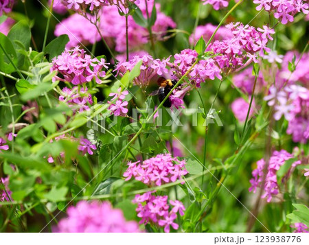 A bumblebee sitting on a catchfly flower A bumblebee sitting on a catchfly flower 123938776