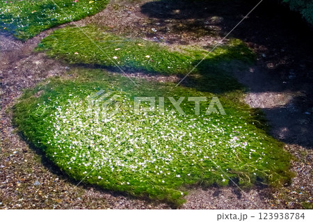 清流に咲く梅花藻 清流に咲く梅花藻 123938784
