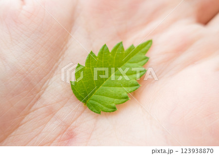 小さな木の葉 123938870