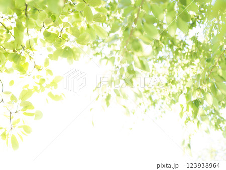 夏の森の木々 夏の森の木々 123938964
