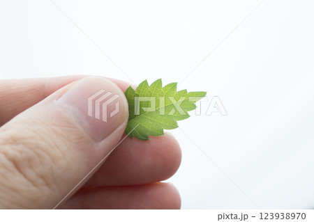 小さな木の葉 小さな木の葉 123938970