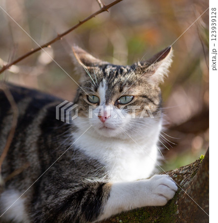 a tiger cat walking in the forest a tiger cat walking in the forest 123939128