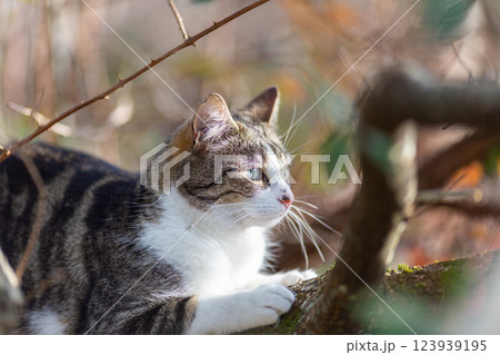 a tiger cat walking in the forest a tiger cat walking in the forest 123939195