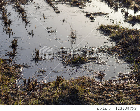 水が溜まる冬の田んぼ 123939755