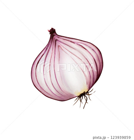 Red onion. Watercolor hand drawn sliced, half of a purple onion isolated on transparent background. illustration. For designers, menu, decoration, food blog, ecofriendly branding. Healthy eating Red onion. Watercolor hand drawn sliced, half of a purple onion isolated on transparent background. illustration. For designers, menu, decoration, food blog, ecofriendly branding. Healthy eating 123939859