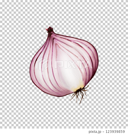 Red onion. Watercolor hand drawn sliced, half of a purple onion isolated on transparent background. illustration. For designers, menu, decoration, food blog, ecofriendly branding. Healthy eating Red onion. Watercolor hand drawn sliced, half of a purple onion isolated on transparent background. illustration. For designers, menu, decoration, food blog, ecofriendly branding. Healthy eating 123939859