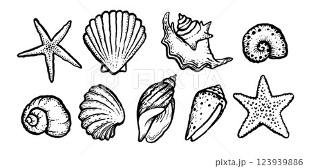 Sea shells and starfish monochrome set. Ink black hand drawn vector illustration on white background. 123939886