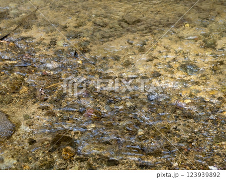 澄んだ水が流れる飛鳥川 澄んだ水が流れる飛鳥川 123939892