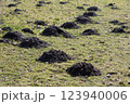 Molehills on grass 123940006
