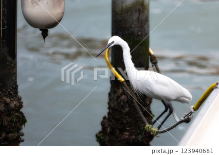 Beautiful white heron close-up 123940681
