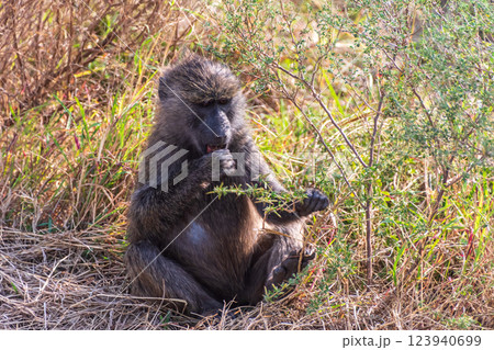 Baboon sitting on the ground in the Serengeti 123940699