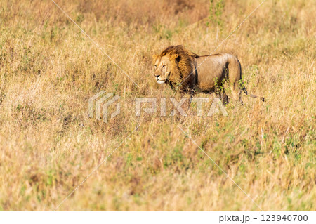 Male lion in the Serengeti 123940700