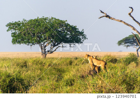 Two female lions in the Serengeti Two female lions in the Serengeti 123940701