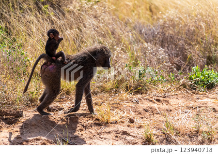 Baboons in Samburu national reserve 123940718