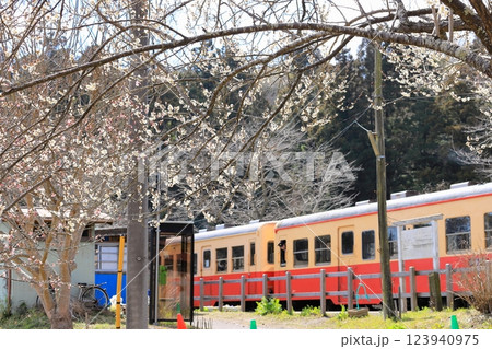 小湊鐵道「梅の花咲く飯給駅」ローカル列車を背景に 123940975