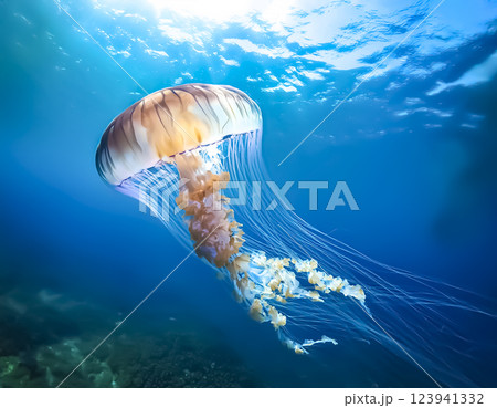 海中を泳ぐクラゲのイメージ素材 123941332