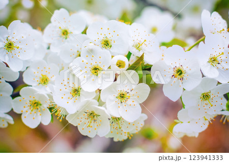 blossoming cherry tree branch close-up, spring colorful background, spring mood 123941333