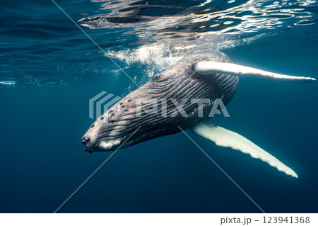 ザトウクジラ ザトウクジラ 123941368