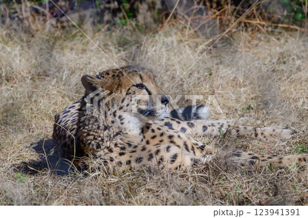 獲物を狙うチーター 獲物を狙うチーター 123941391