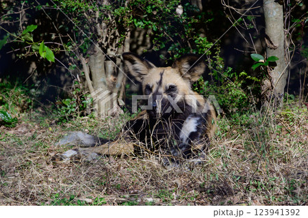 獲物を狙うリカオン 獲物を狙うリカオン 123941392