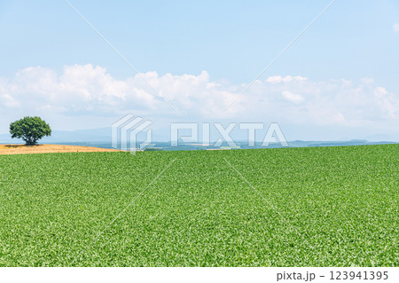 北海道某所　農地に立つ一本の木（北海道イメージ） 123941395