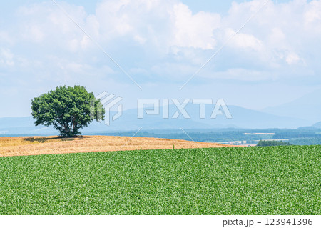 北海道某所 農地に立つ一本の木(北海道イメージ) 北海道某所 農地に立つ一本の木(北海道イメージ) 123941396