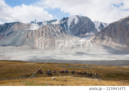 Herd of camels crossing the Altai Tavan Bogd National Park, Mongolia Herd of camels crossing the Altai Tavan Bogd National Park, Mongolia 123941471